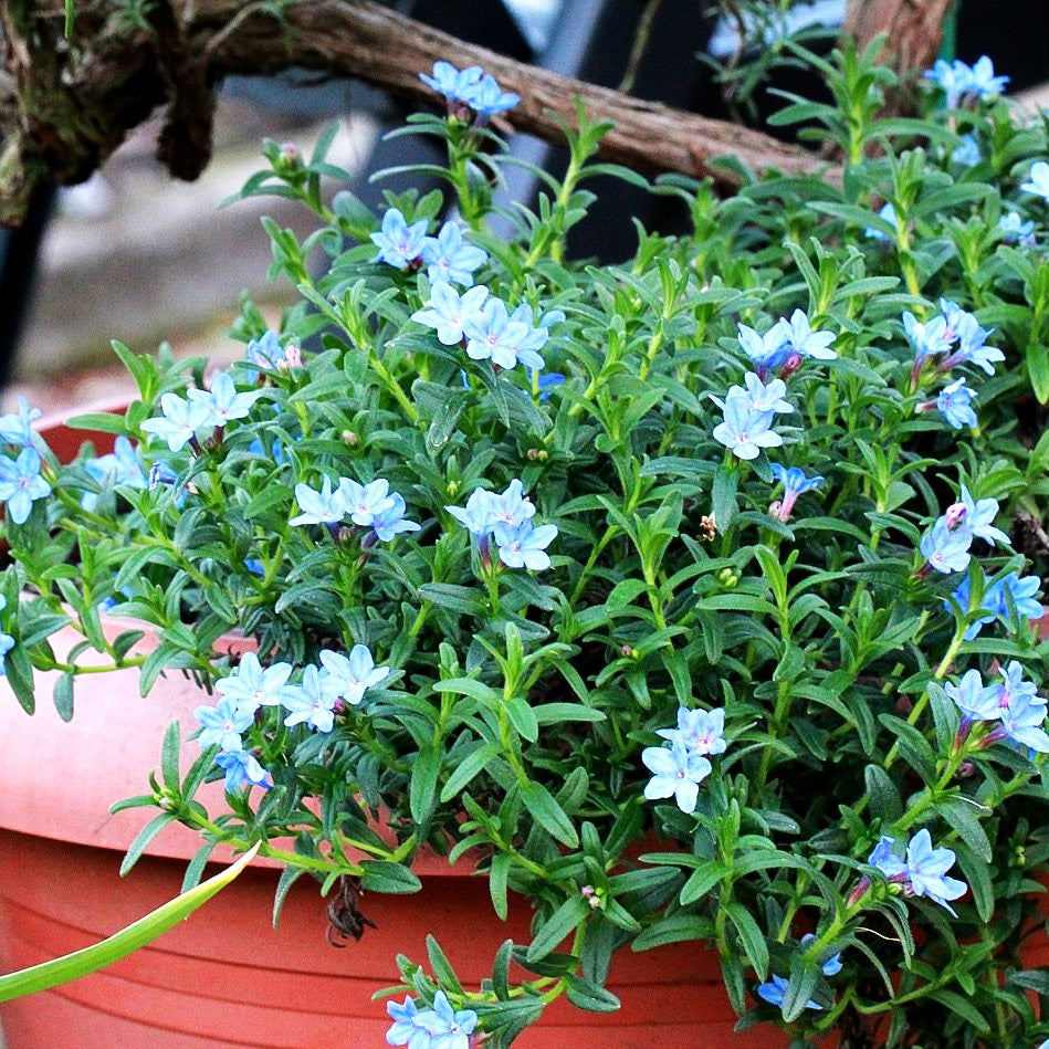 Scheinsteinsame 'Heavenly Blue' (Lithodora diffusa)