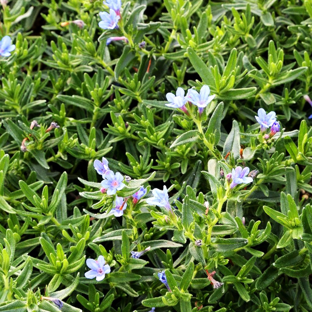 Scheinsteinsame 'Heavenly Blue' (Lithodora diffusa)