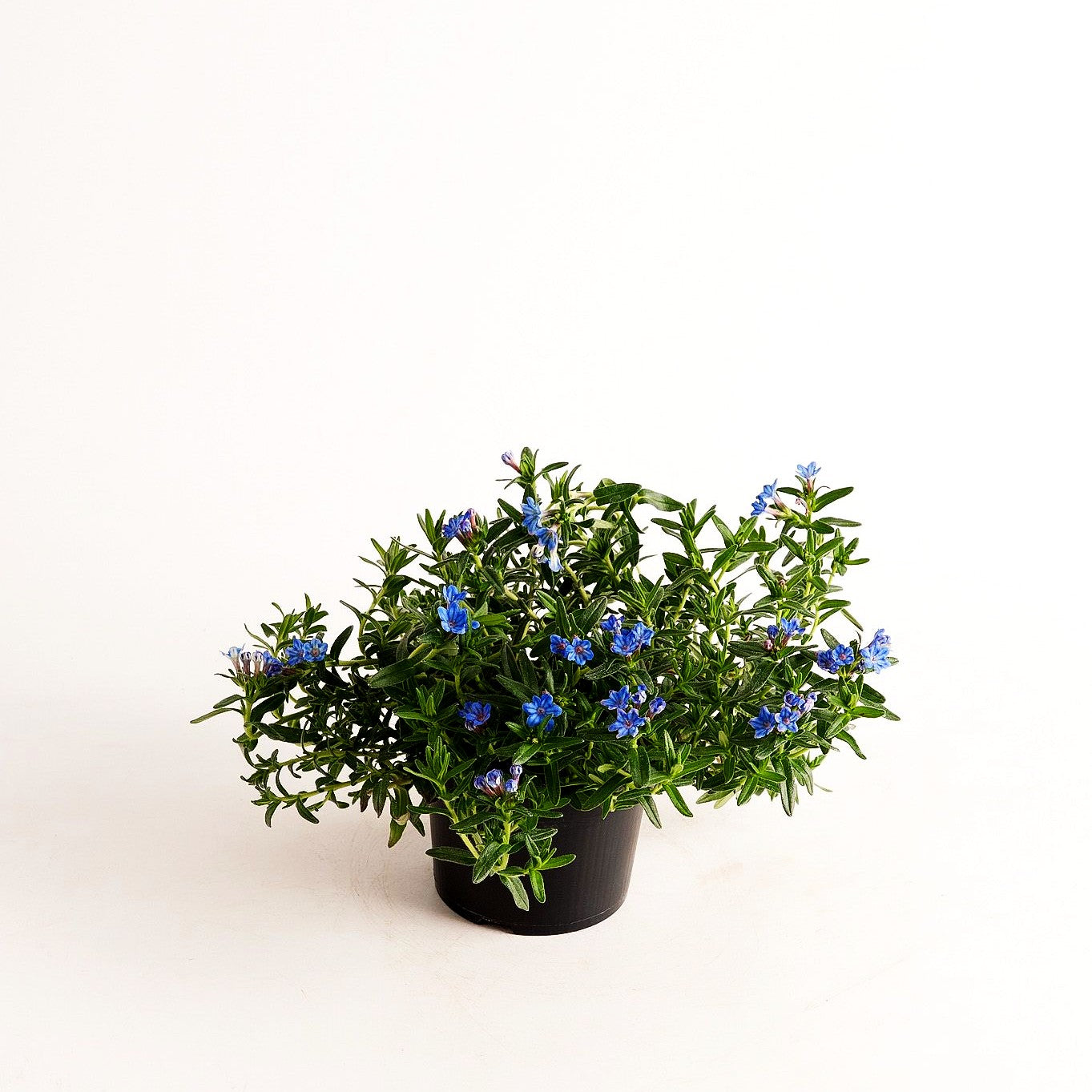 Scheinsteinsame 'Heavenly Blue' (Lithodora diffusa)