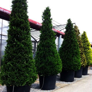 Scheinzypresse 'Alumii' (Chamaecyparis laws.)
