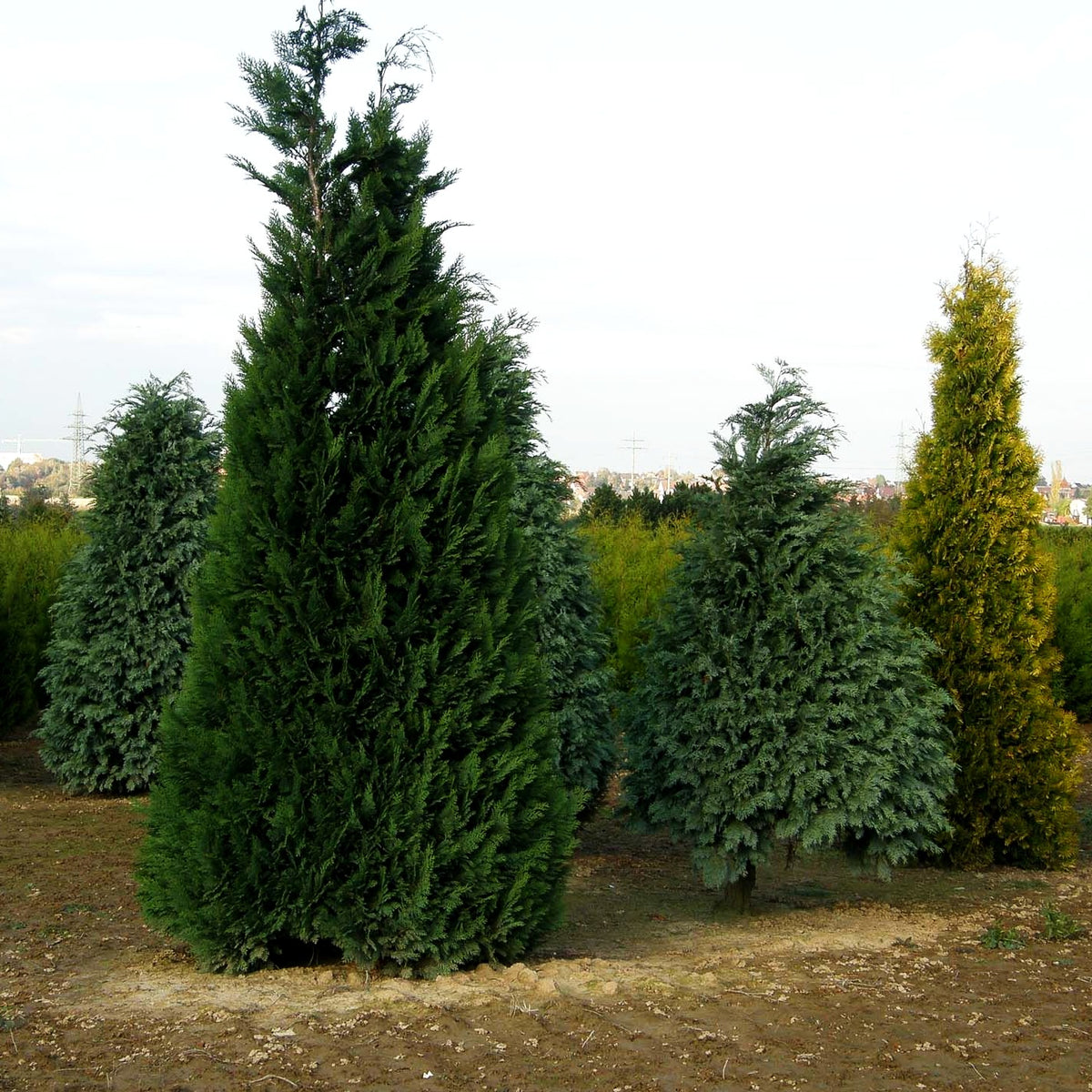 Scheinzypresse 'Alumii' (Chamaecyparis laws.)