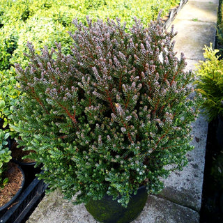 Scheinzypresse 'Blue Rock' (Chamaecyparis thyoides)