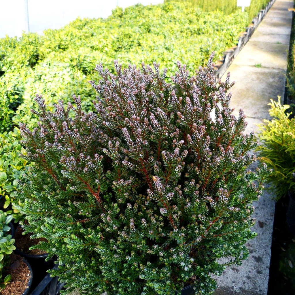 Scheinzypresse 'Blue Rock' (Chamaecyparis thyoides)