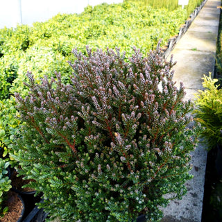 Scheinzypresse 'Blue Rock' (Chamaecyparis thyoides)