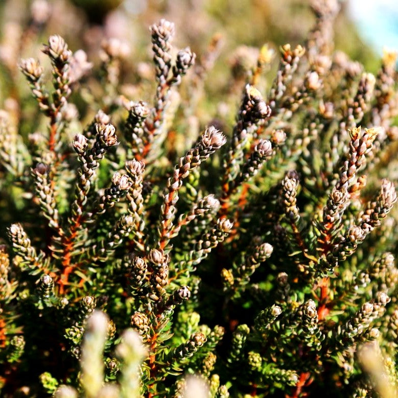 Scheinzypresse 'Blue Rock' (Chamaecyparis thyoides)