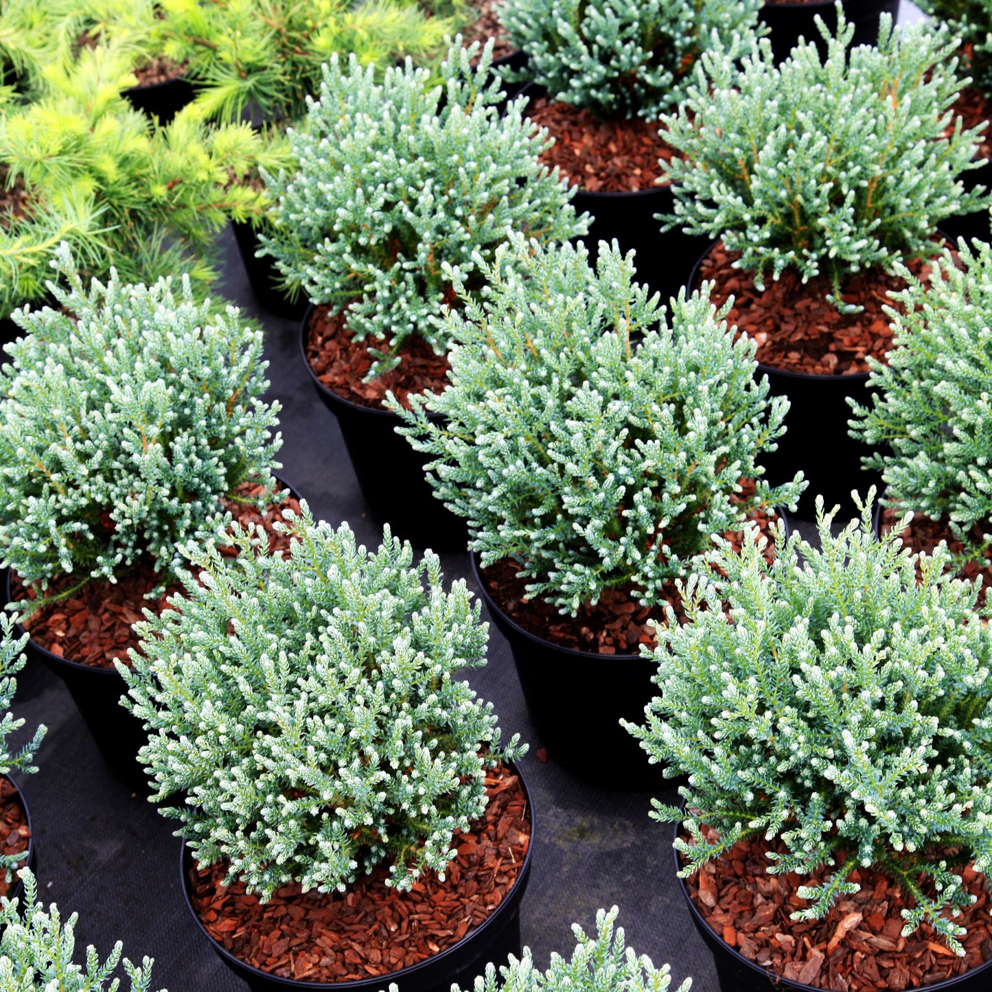 Scheinzypresse 'Blue Rock' (Chamaecyparis thyoides)