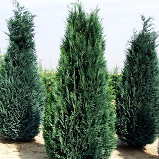 Scheinzypresse 'Columnaris' (Chamaecyparis laws.)