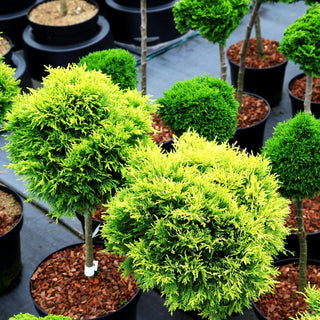 Scheinzypresse 'Cream Globe' (Chamaecyparis laws.)