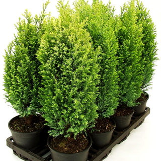 Scheinzypresse 'Cream Glow' (Chamaecyparis laws.)
