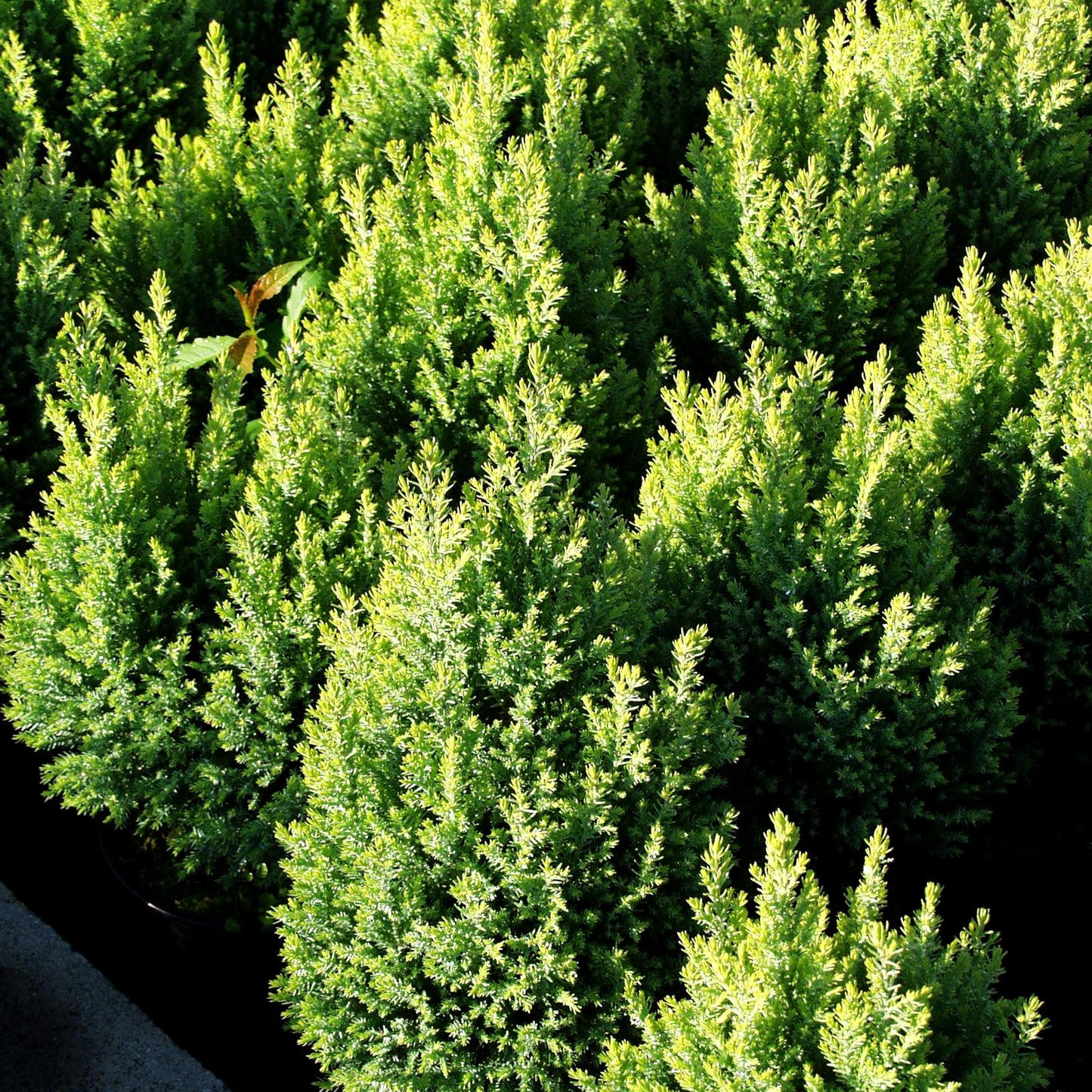 Scheinzypresse 'Cream Glow' (Chamaecyparis laws.)