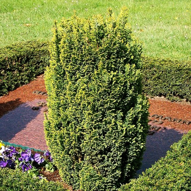 Scheinzypresse 'Ellwood's Gold' (Chamaecyparis laws.)