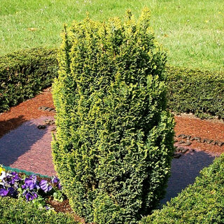 Scheinzypresse 'Ellwood's Gold' (Chamaecyparis laws.)