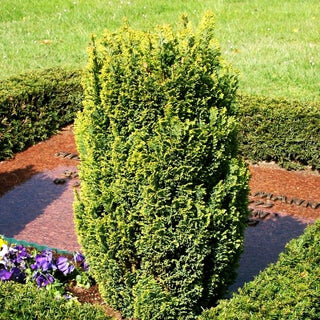 Scheinzypresse 'Ellwood's Gold' (Chamaecyparis laws.)