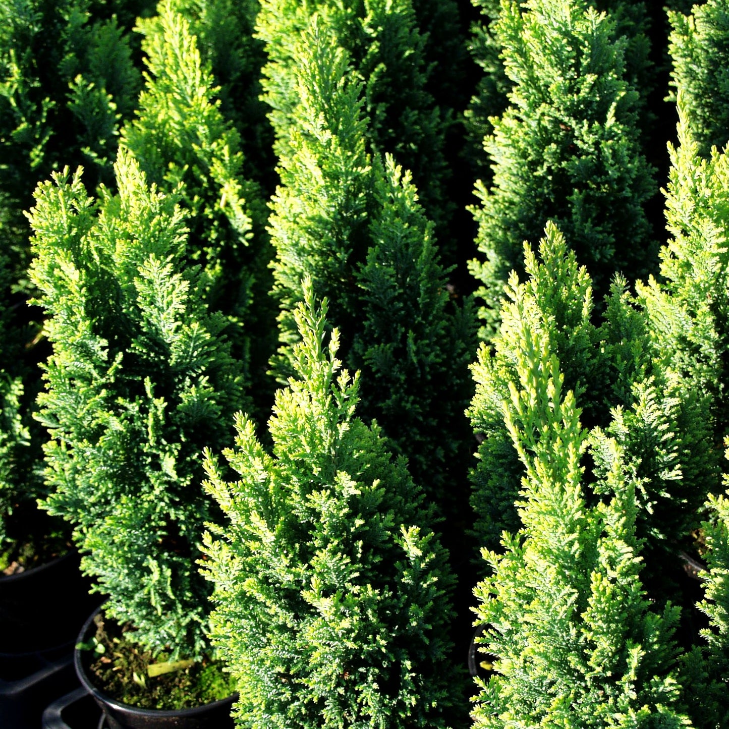 Scheinzypresse 'Ellwood's Gold' (Chamaecyparis laws.)