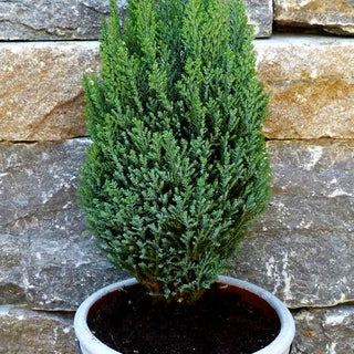 Scheinzypresse 'Ellwood's Pillar' (Chamaecyparis laws.)