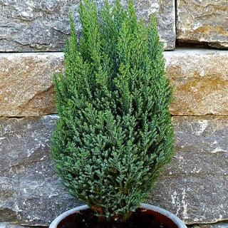 Scheinzypresse 'Ellwood's Pillar' (Chamaecyparis laws.)