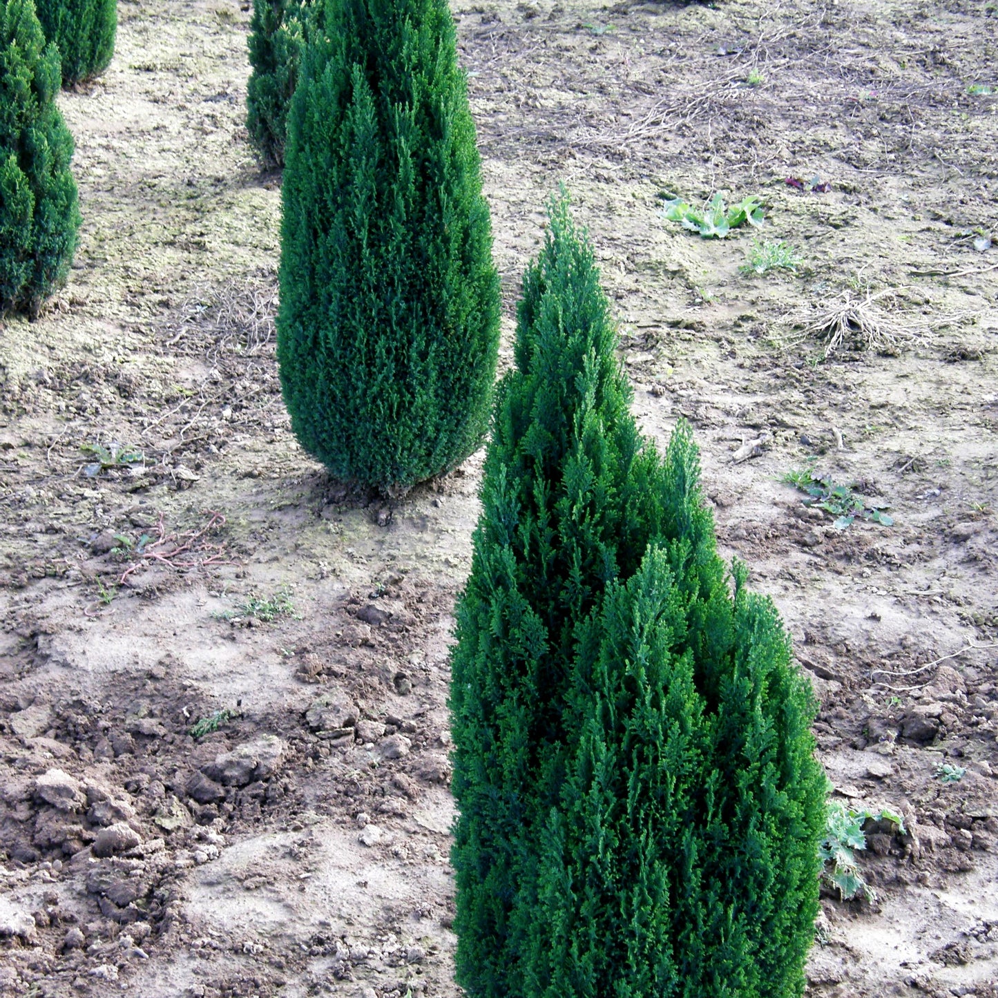 Scheinzypresse 'Ellwood's Pillar' (Chamaecyparis laws.)