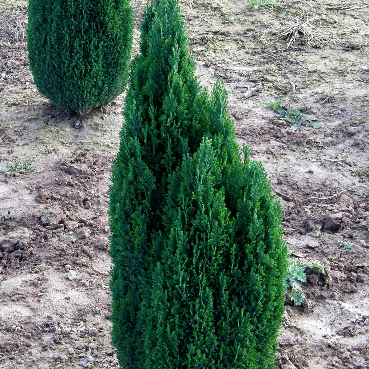 Scheinzypresse 'Ellwood's Pillar' (Chamaecyparis laws.)