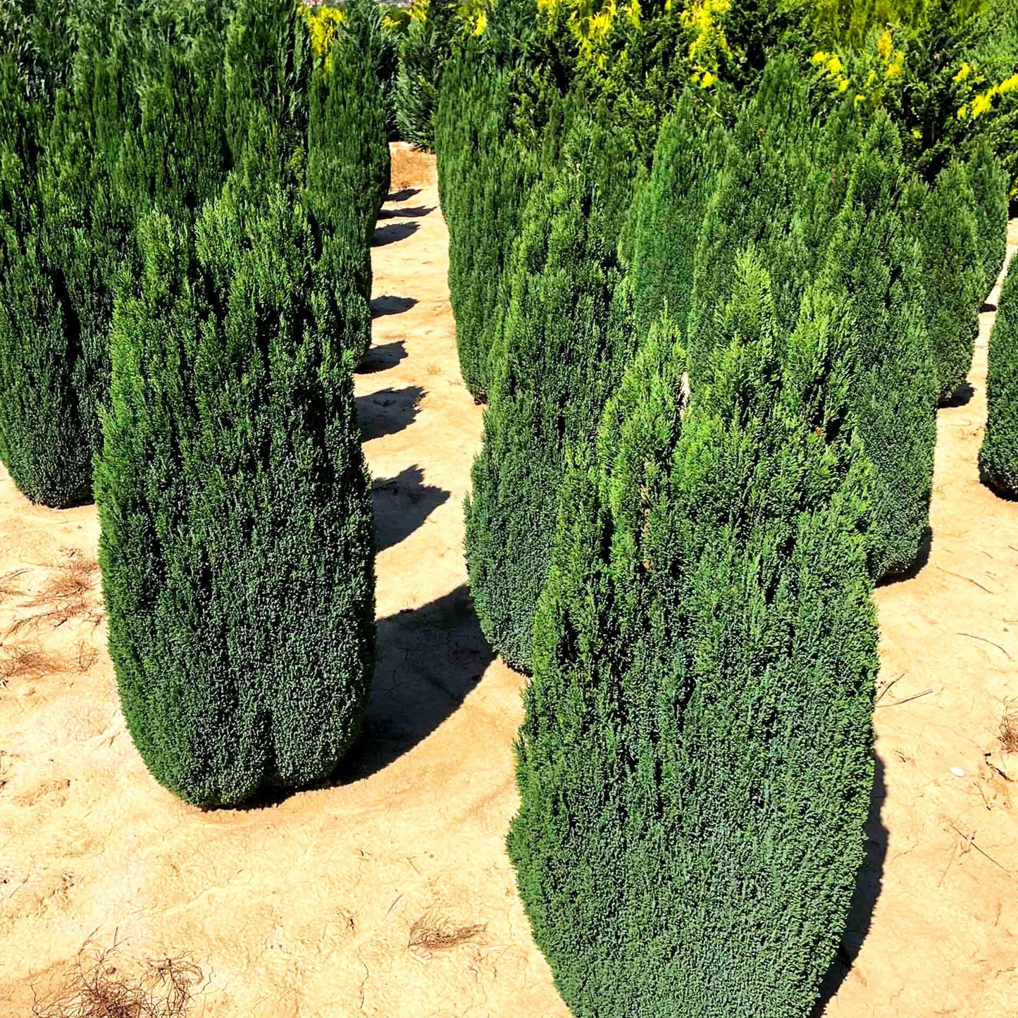 Scheinzypresse 'Ellwood's Pillar' (Chamaecyparis laws.)
