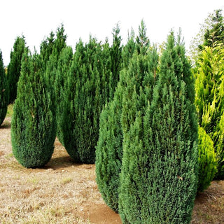 Scheinzypresse 'Ellwoodii' (Chamaecyparis laws.)