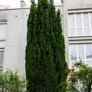 Scheinzypresse 'Ellwoodii' (Chamaecyparis laws.)