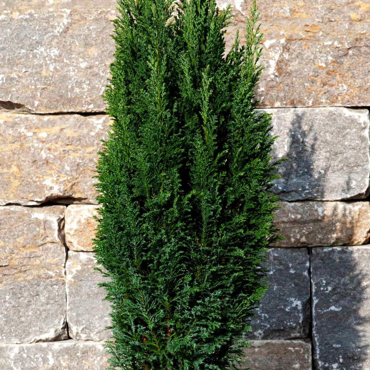 Scheinzypresse 'Ellwoodii' (Chamaecyparis laws.)