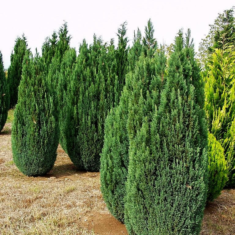 Scheinzypresse 'Ellwoodii' (Chamaecyparis laws.)