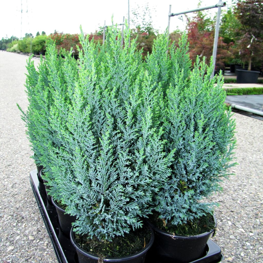 Scheinzypresse 'Ellwoodii' (Chamaecyparis laws.)
