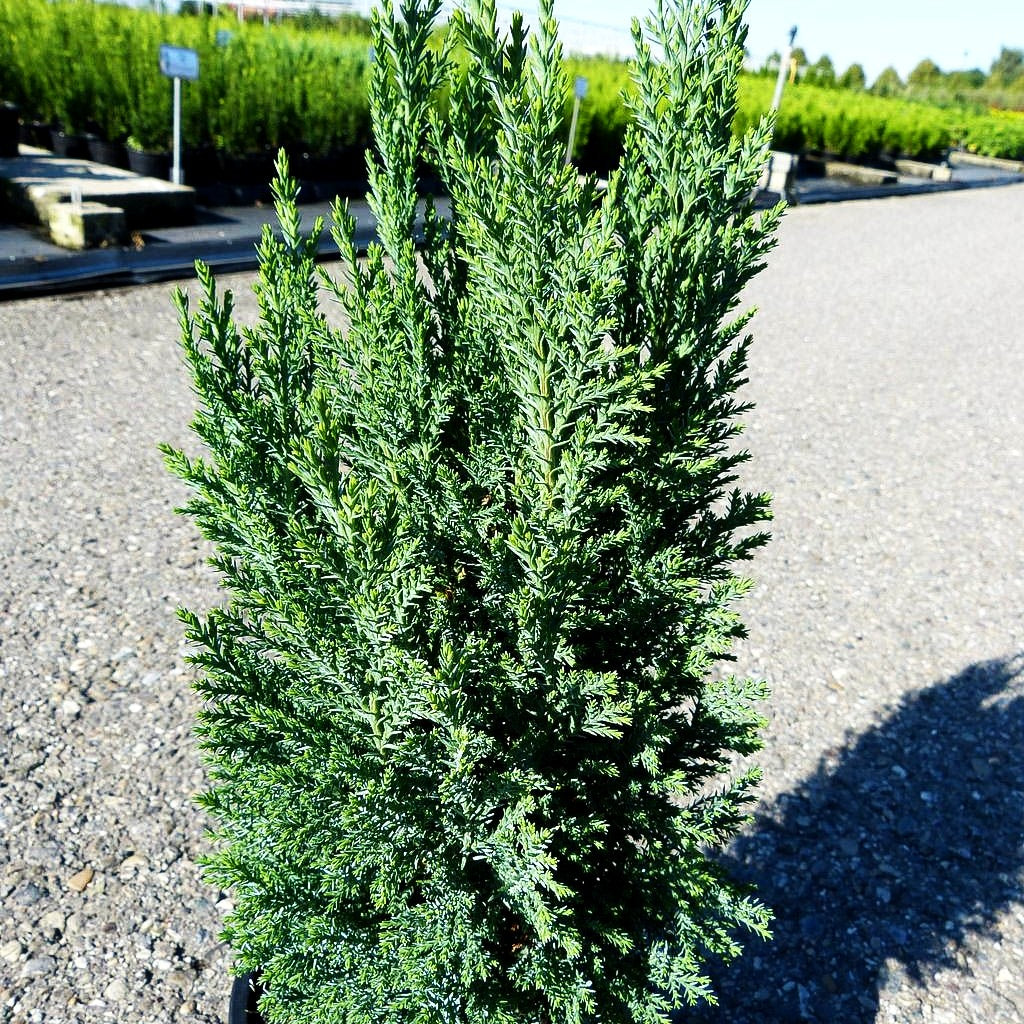 Scheinzypresse 'Ellwoodii' (Chamaecyparis laws.)