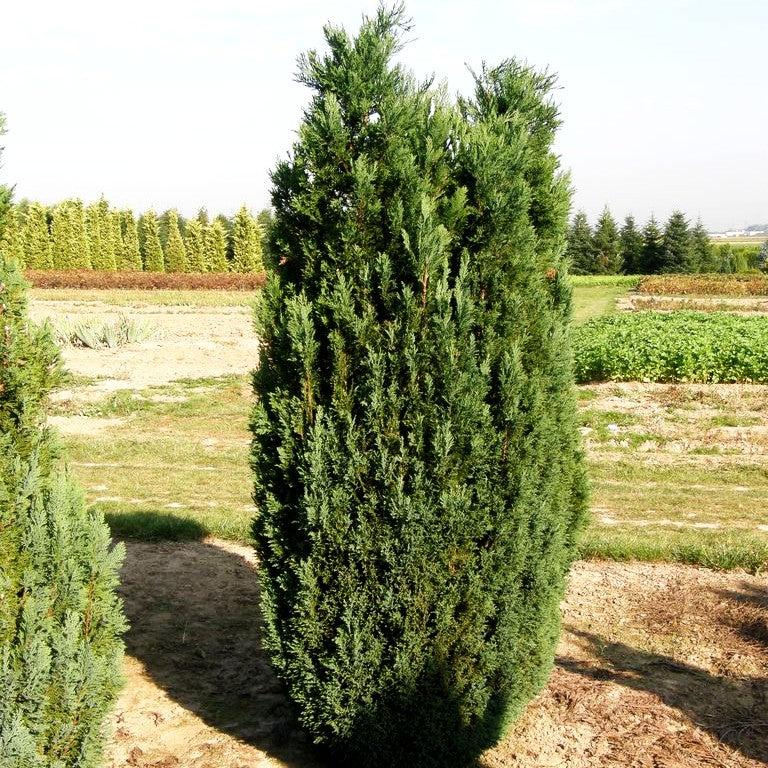 Scheinzypresse 'Ellwoodii' (Chamaecyparis laws.)