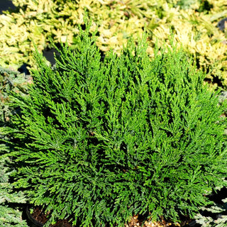 Scheinzypresse 'Green Globe' (Chamaecyparis laws.)