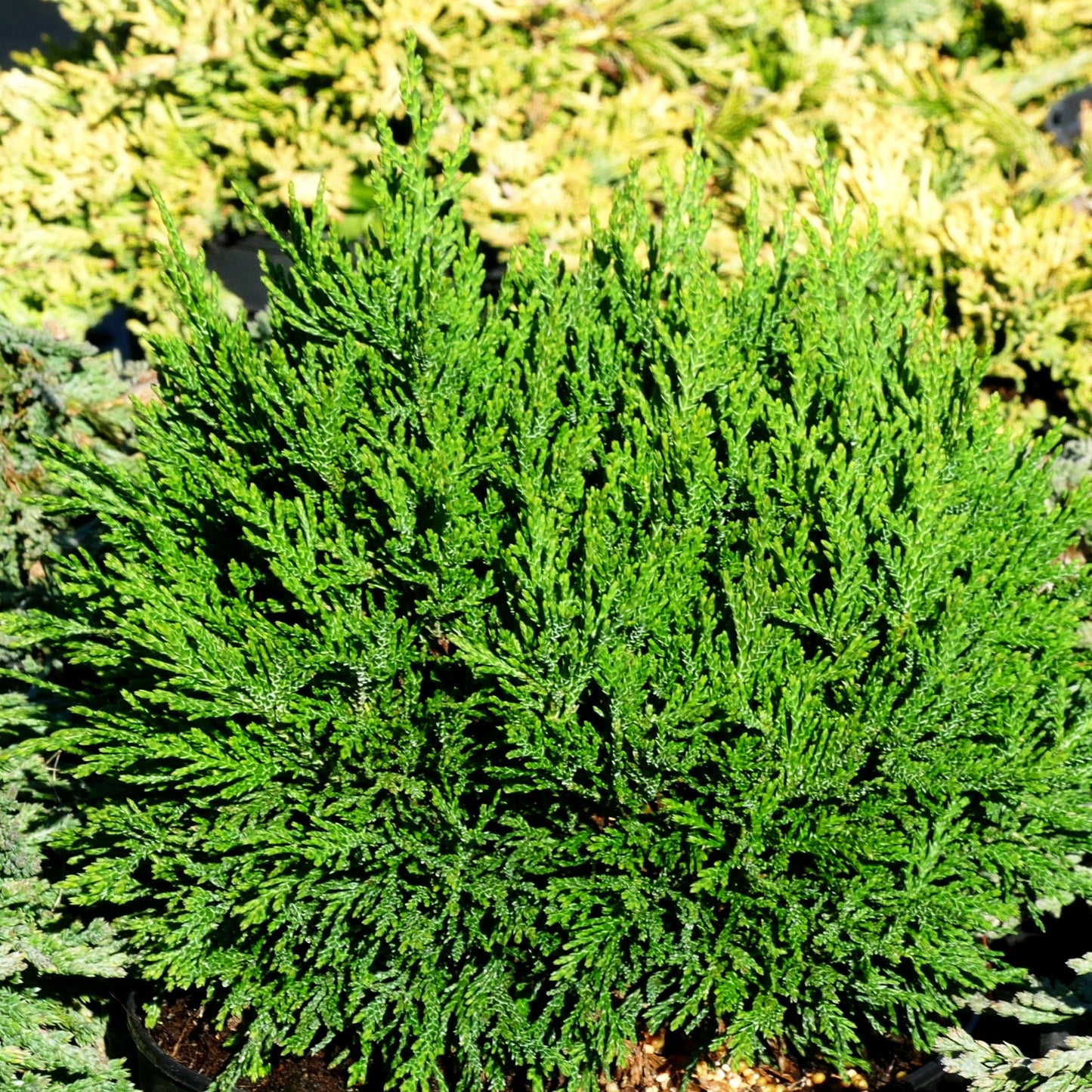 Scheinzypresse 'Green Globe' (Chamaecyparis laws.)