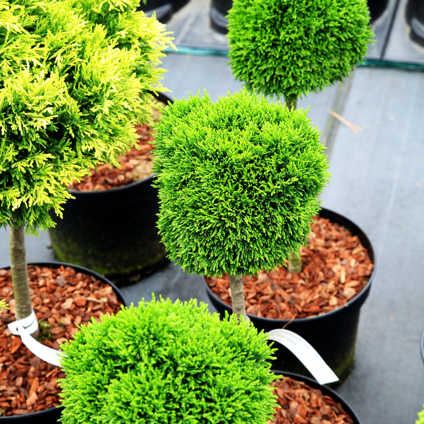 Scheinzypresse 'Green Globe' (Chamaecyparis laws.)