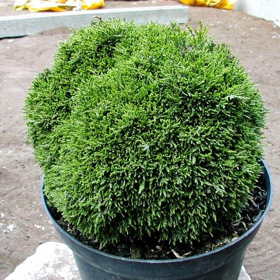 Scheinzypresse 'Green Globe' (Chamaecyparis laws.)