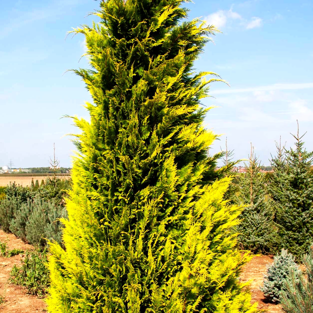 Scheinzypresse 'Ivonne' (Chamaecyparis laws.)