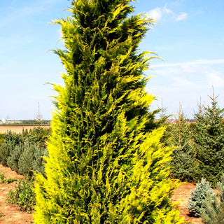 Scheinzypresse 'Ivonne' (Chamaecyparis laws.)