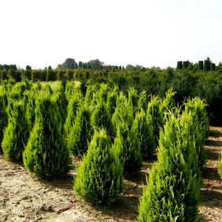 Scheinzypresse 'Ivonne' (Chamaecyparis laws.)