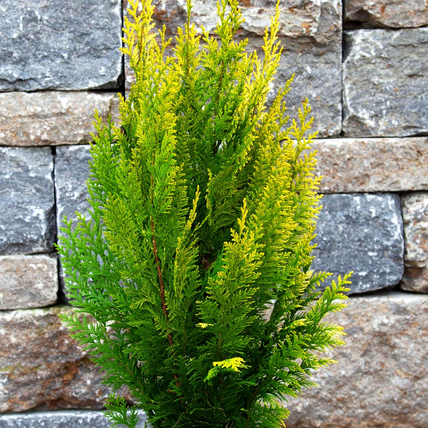 Scheinzypresse 'Ivonne' (Chamaecyparis laws.)