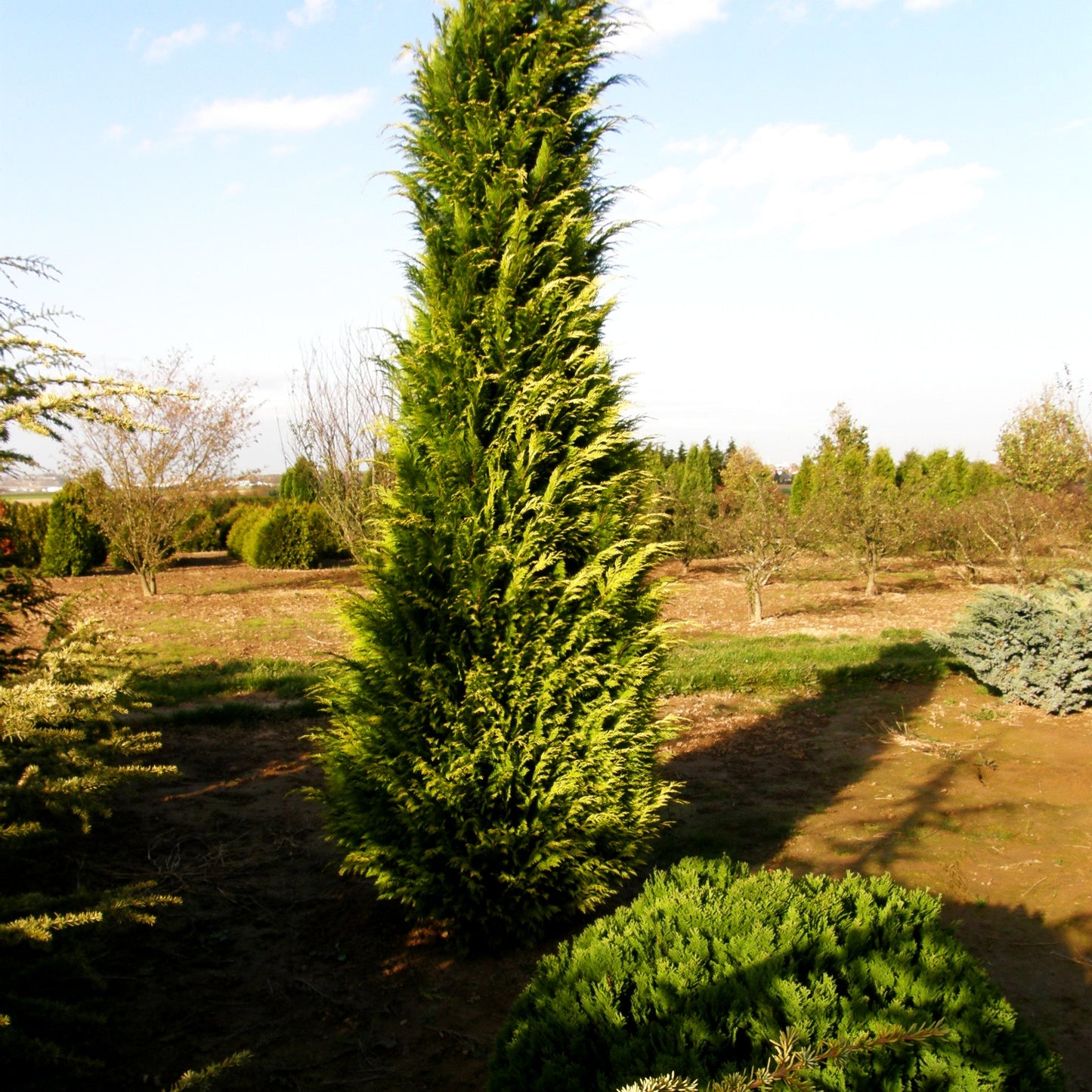 Scheinzypresse 'Ivonne' (Chamaecyparis laws.)