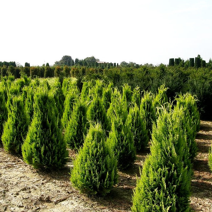 Scheinzypresse 'Ivonne' (Chamaecyparis laws.)