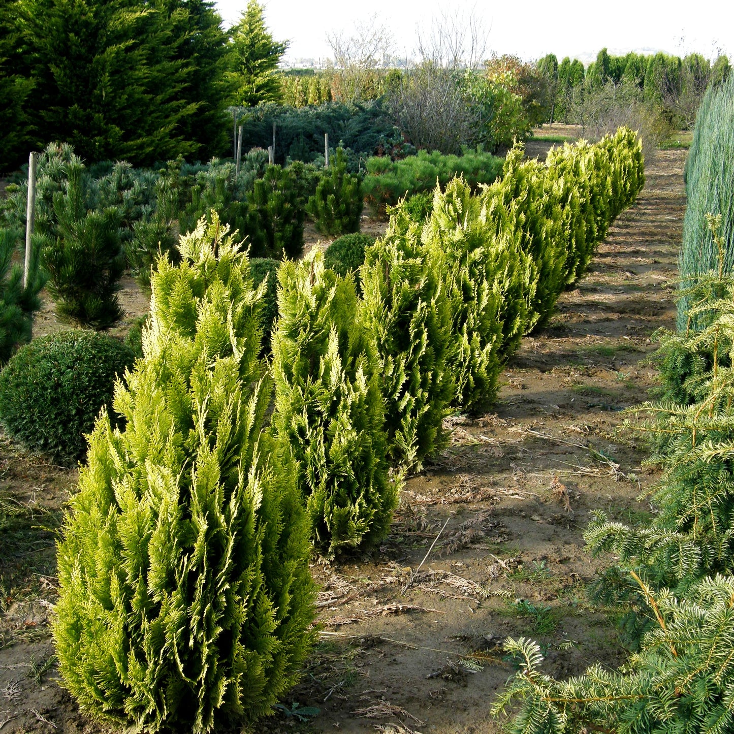Scheinzypresse 'Ivonne' (Chamaecyparis laws.)