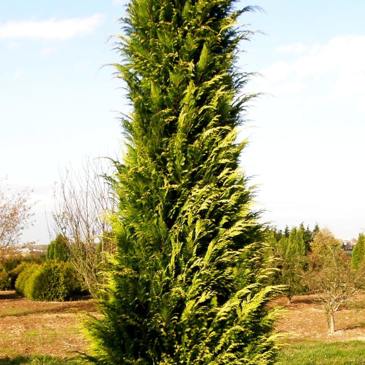 Scheinzypresse 'Ivonne' (Chamaecyparis laws.)
