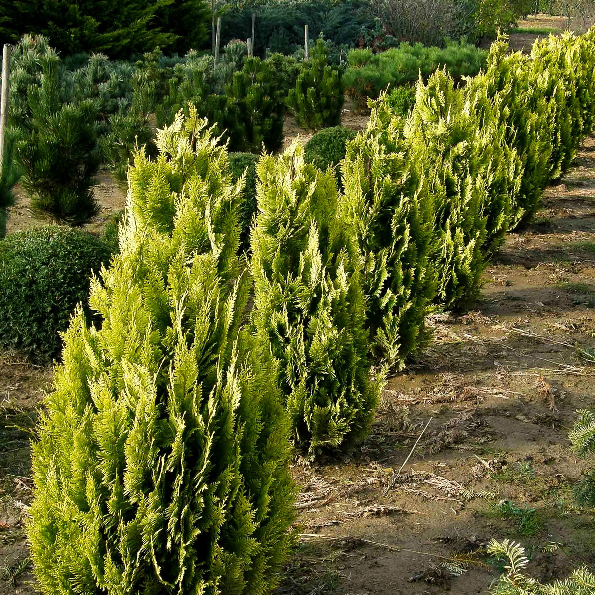 Scheinzypresse 'Ivonne' (Chamaecyparis laws.)