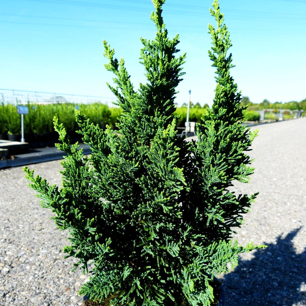 Scheinzypresse 'Little Spire' (Chamaecyparis laws.)