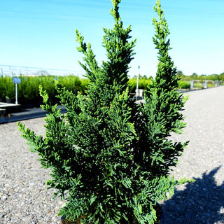 Scheinzypresse 'Little Spire' (Chamaecyparis laws.)