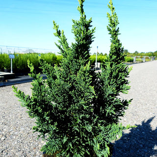 Scheinzypresse 'Little Spire' (Chamaecyparis laws.)