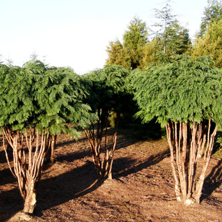 Scheinzypresse 'Mini Globus' (Chamaecyparis laws.)