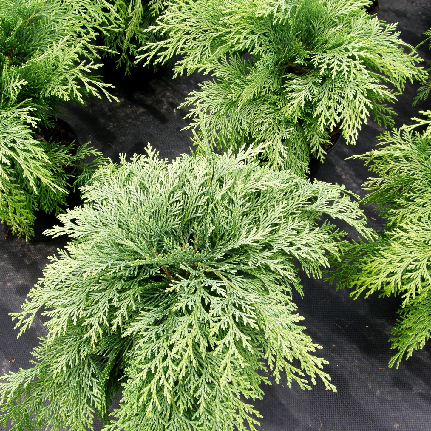 Scheinzypresse 'Mini Globus' (Chamaecyparis laws.)