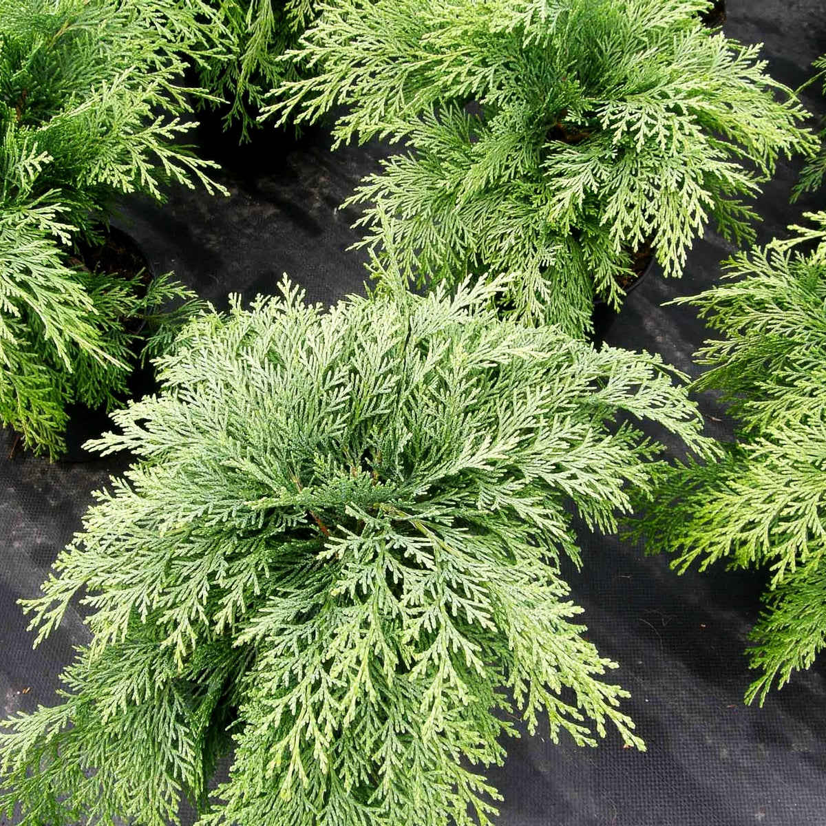 Scheinzypresse 'Mini Globus' (Chamaecyparis laws.)