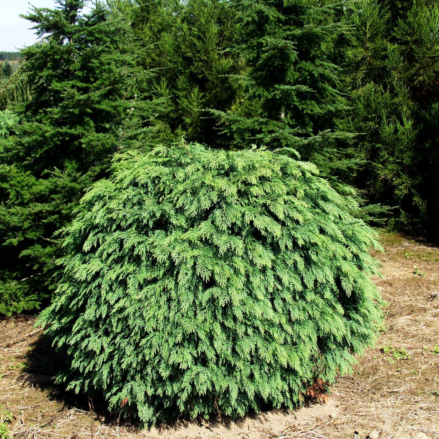 Scheinzypresse 'Mini Globus' (Chamaecyparis laws.)